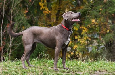 American Blue Lacy