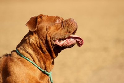 American Bull Molosser
