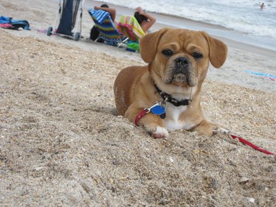 American Bullnese