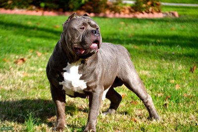 American Bully