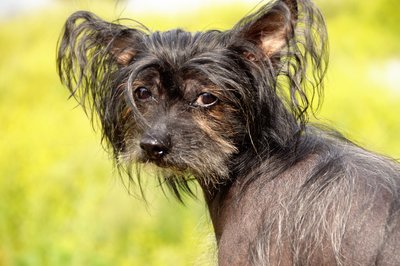 American Crested Sand Terrier