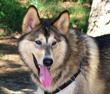 American Indian Dog