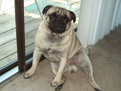 American Lo Sze Pugg