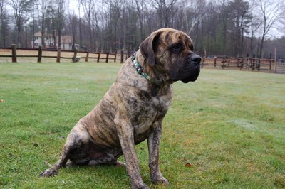 American Mastiff Panja