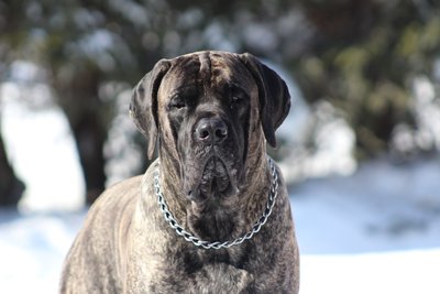 American Mastiff