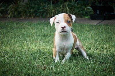 American Pit Bull Terrier