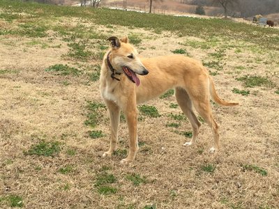 American Staghound