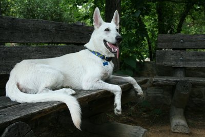 American White Shepherd